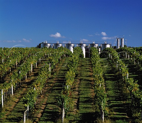 Vineyard and winery of Nobilo Huapai near   Auckland New Zealand