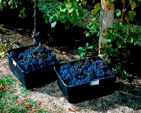 Harvested Cabernet Sauvignon at Goldwater Estate on   Waiheke Island In the Hauraki Gulf off Auckland