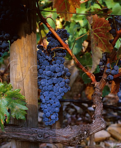 Grapes in vineyard of Taylors Quinta de Vargellas Douro Valley Portugal