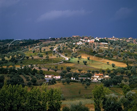 Vineyards and olive groves at Azambujeira Portugal   Ribatejo
