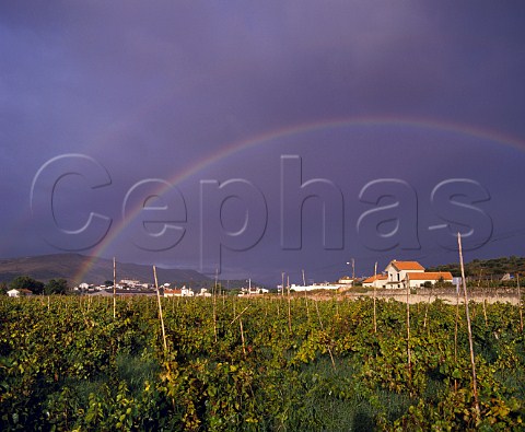 Rainbow over vineyard at Bucelas Portugal