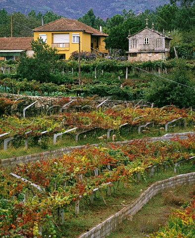 Vines trained on a pergola trellis Monao Minho Portugal  Vinho Verde