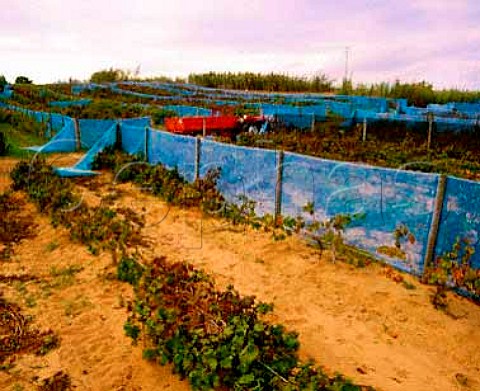 Ramisco vines on the coastal sand dune at   Azenhas do Mar The netting is for protection against   the wind  Portugal   Colares