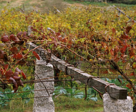 Vines trained on pergola at Mono Minho Portugal   Vinho Verde