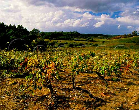 Vineyard near Mealhada   Bairrada