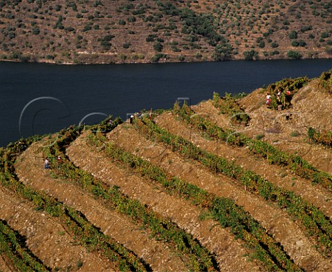 Harvesting in terraced vineyard above the Douro River east of Pinho Portugal   Port