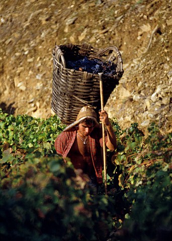 Carrying basket of harvested grapes in vineyard near Pinho Portugal Port  Douro