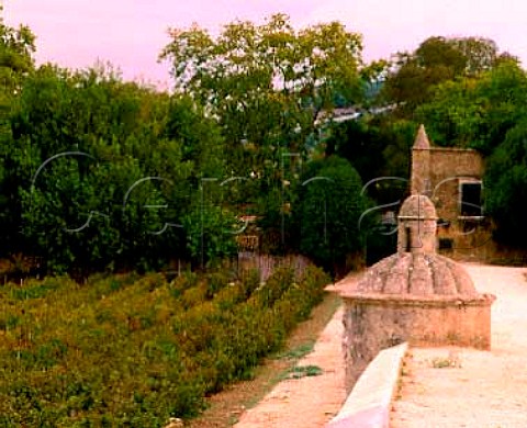Cabernet Sauvignon vineyard of Quinta da Bacalhoa    the wine is made by Bacalha Vinhos    Azeitao Portugal  Terras do Sado