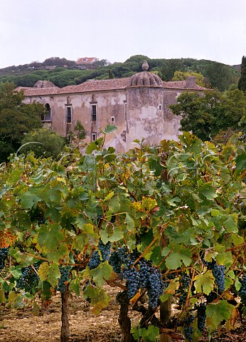 Cabernet Sauvignon vineyard at Quinta da Bacalhoa  Azeitao Portugal  Terras do Sado