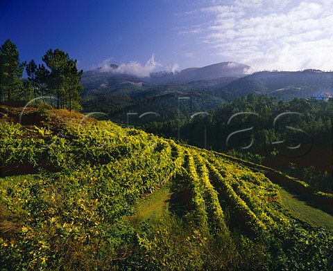 Vineyard near Amarante Minho Portugal  Vinho Verde