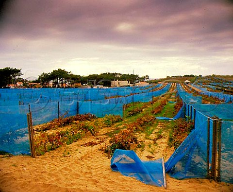 Ramisco vines on the coastal sand dune at   Azenhas do Mar west of Lisbon Portugal   Colares