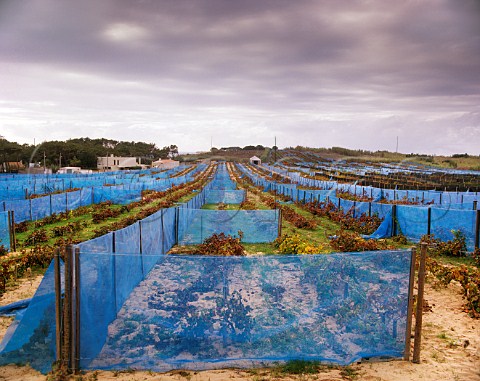 Windbreaks in Ramisco vineyard on the coastal sand dunes Azenhas do Mar Portugal Colares