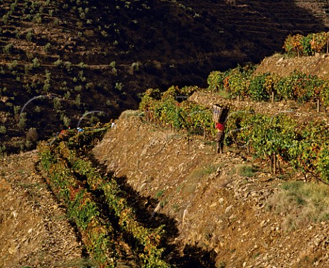 Harvesting in terraced vineyard high in the Douro Valley east of Pinho Portugal       Port