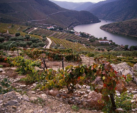Terraced vineyards of Taylors Quinta de Vargellas  high in the Douro Valley to the east of Pinho Portugal       Port