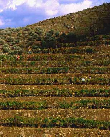 Harvesting in terraced vineyard on the hill of   Taylors Quinta de Vargellas high in the Douro   Valley east of Pinho Portugal    Port