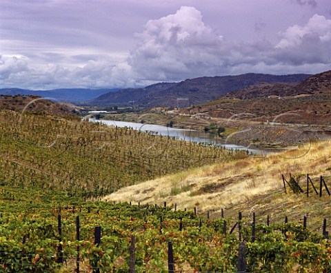 Vineyards of Quinta do Vale Meo above the Douro River at Vila Nova de Foz Coa Portugal  Douro  Port