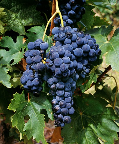 Tempranillo grapes  known as Cencibel in   La Mancha and Tinta Roriz in Portugal