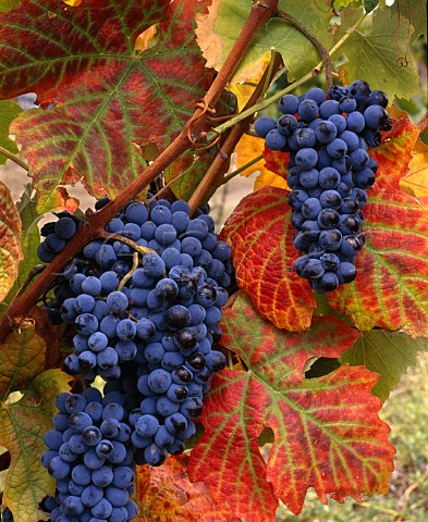 Touriga Nacional grapes in vineyard of Quinta do Vale Meo Vila Nova de Foz Coa Portugal    Douro  Port