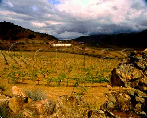 Vineyard of Quinta do Vale Meo owned by  Francisco Olazabal the estate is high in the Douro  valley at Vila Nova de Foz Coa near the border with Spain  Portugal