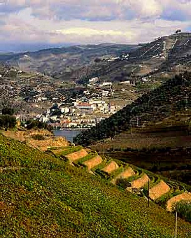 Pinho and the Douro River viewed over vineyards of   Ferreiras Quinta do Seixo The wide terraces are   modern but the latest plantings are those in the   foreground  up and down the slope  Portugal    Port