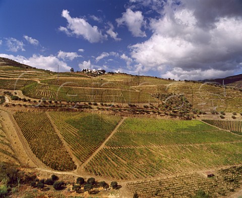 Ferreira Quinta do Seixo above the Rio Torto a  tributary of the River Douro The latest style of planting rows up and down the slope is known as Vinha ao Alto  Pinho Portugal  Port  Douro