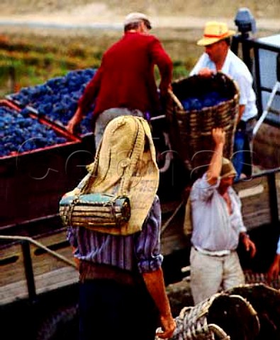 The traditional way of carrying wicker baskets of   grapes at Ferreiras Quinta do Porto   near Pinhao in the Douro Valley Portugal   Port  Douro