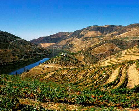 Grahams Quinta dos Malvedos in the Douro Valley at   Tua Owned by the Symington group  Port