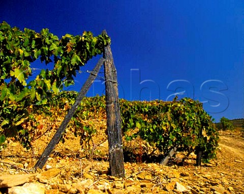Vine stakes made from local slate in the schist soil   of Grahams Quinta dos Malvedos high in the Douro   Valley east of Pinho Portugal    Port