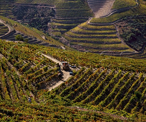 Harvest time in vineyard at Soutelo do Douro   in the Douro Valley near So Joo da Pesqueira  Portugal    Port  Douro