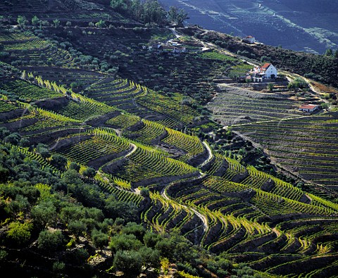 Terraced vineyards on the slopes of the Douro valley   with Quinta do Frei Estevaj beyond  Near Pinhao   Portugal   Port