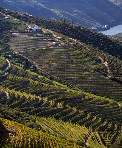 Quinta do Frei Estevaj and terraced vineyards on the  slopes of the Douro Valley near Pinho Portugal     Douro  Port