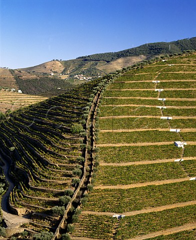 Two styles of vineyard terraces on Delaforces Quinta da Corte in the valley of the Rio Torto near Pinhao Portugal  Port  Douro