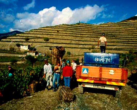 Traditional wicker baskets in use at harvest time   Quinta do Bomfim in the Douro valley at Pinhao This   is one of the Symington companies   Port