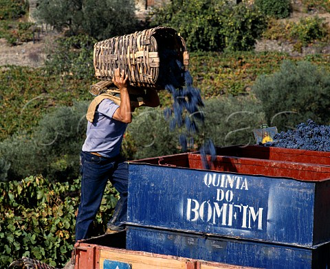 Traditional wicker baskets in use at harvest time at   Quinta do Bomfim in the Douro valley   Pinhao Portugal  Port