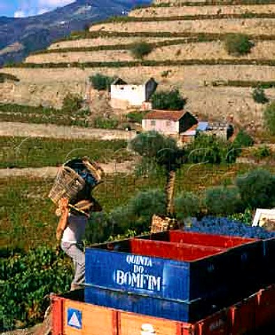 Traditional wicker baskets in use during harvest at Symingtons Quinta do Bomfim high in the Douro valley at Pinhao Portugal   Port