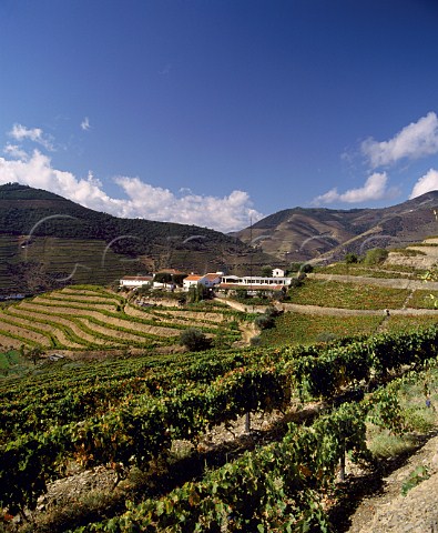 Vineyards of Quinta do Bomfim in the Douro Valley to   the east of Pinho Portugal   Port