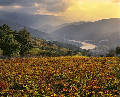 Vineyard of Quinta do Cotto above the Douro River  Cidadelhe near Peso da Regua Portugal