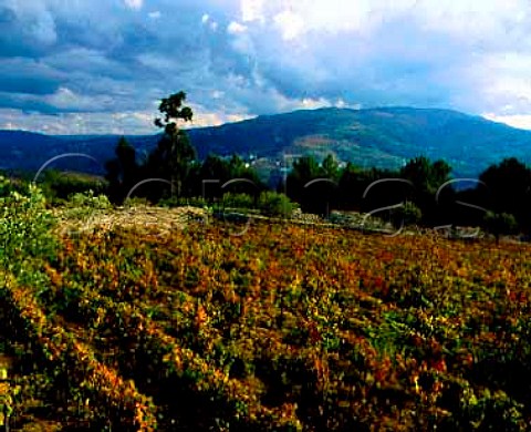 Vineyard of Quinta do Cotto with the Serra do Maro in the distance Cidadelhe near Peso da Regua Portugal  Port  Douro
