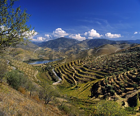 Terraced vineyards of Quinta do Vesuvio above the Douro River A remote farm to the east of Pinho it is owned by the Symington group Portugal Port  Douro