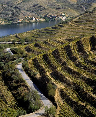 Terraced vineyards of Quinta do Vesuvio above the   Douro River Owned by the Symington group it is a   remote farm well to the east of Pinho Portugal    Port