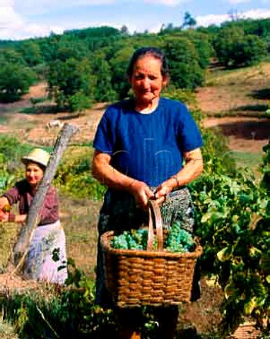Harvesting grapes in the Beira Alta north of Guarda   Portugal