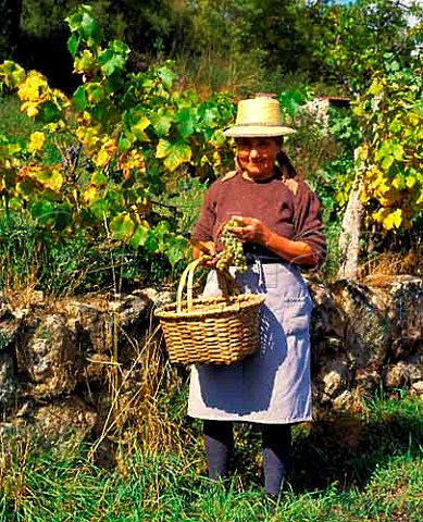 Harvesting grapes in the Beira Alta region north of   Guarda Portugal