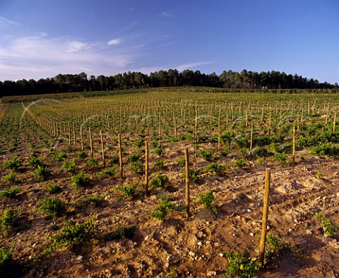 Vineyard on the Sogrape property of Quinta dos   Carvalhais Purchased in 1989 it covers 247 acres   near the town of Mangualde in the Dao region   Vineyards amidst the pine forests are typical here