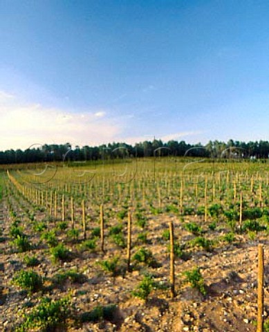 Vineyard on the Sogrape property of Quinta dos   Carvalhais Purchased in 1989 it covers 247 acres   near the town of Mangualde in the Dao region   Vineyards amidst the pine forests are typical here