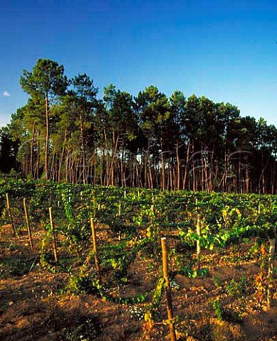Vineyard and pine forest of Sogrape Quinta dos   Carvalhais near Mangualde Portugal Do
