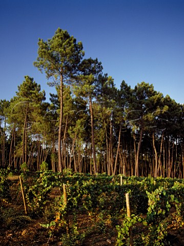 Vineyard amidst pine forest on the Sogrape  property Quinta dos Carvalhais near  Mangualde Portugal   Do