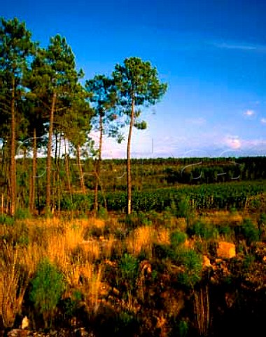 Vineyard on the Sogrape property of Quinta dos   Carvalhais Purchased in 1989 it covers 247 acres   near the town of Mangualde Vineyards amidst the pine   forests are typical here  Dao Portugal