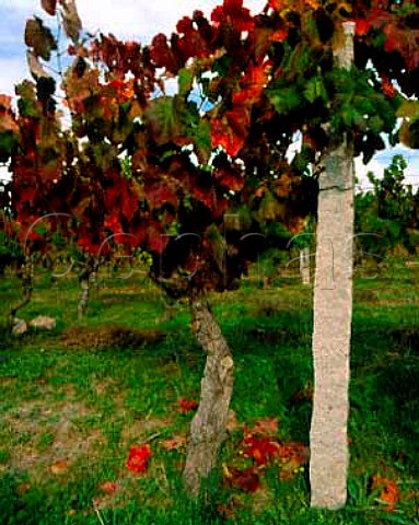 Granite post typical of area in vineyard on Quinta   de Moreira  part of the Conde de Santar estate near   Viseu Portugal   Dao