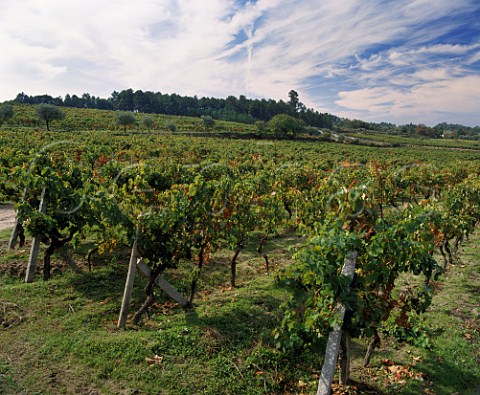Granite posts typical of the area in vineyard on Quinta de Moreira part of the Conde de Santar estate Viseu Portugal   Do
