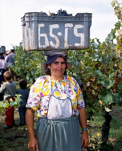 Harvest time in vineyard on the Conde de Santar   estate near Viseu Portugal   Dao